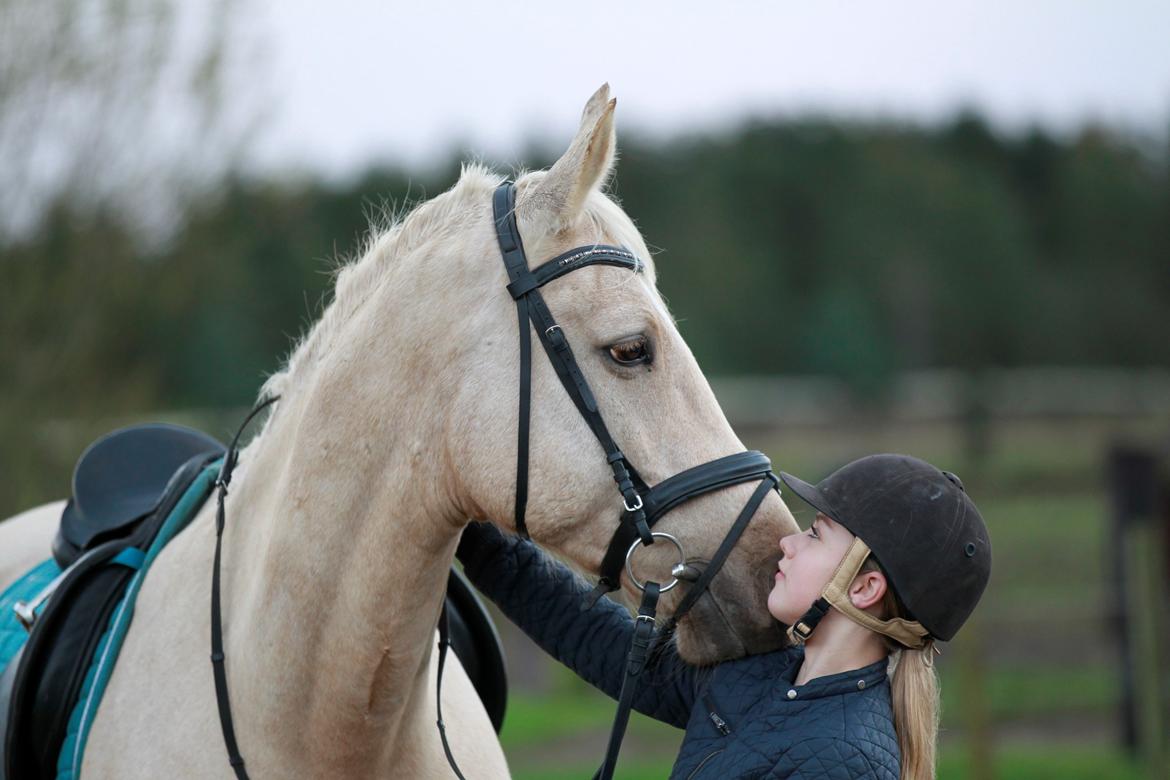 Palomino Kaergaardens ripasso billede 27