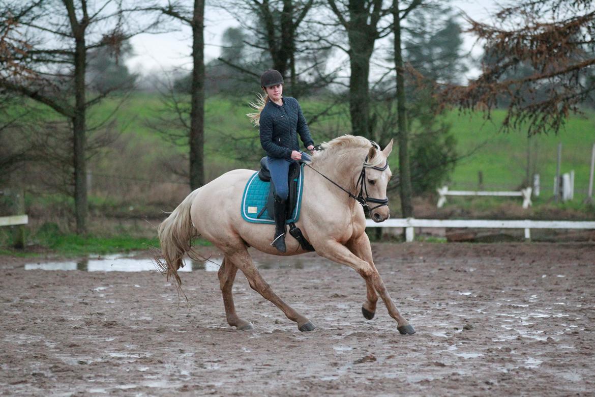 Palomino Kaergaardens ripasso billede 17