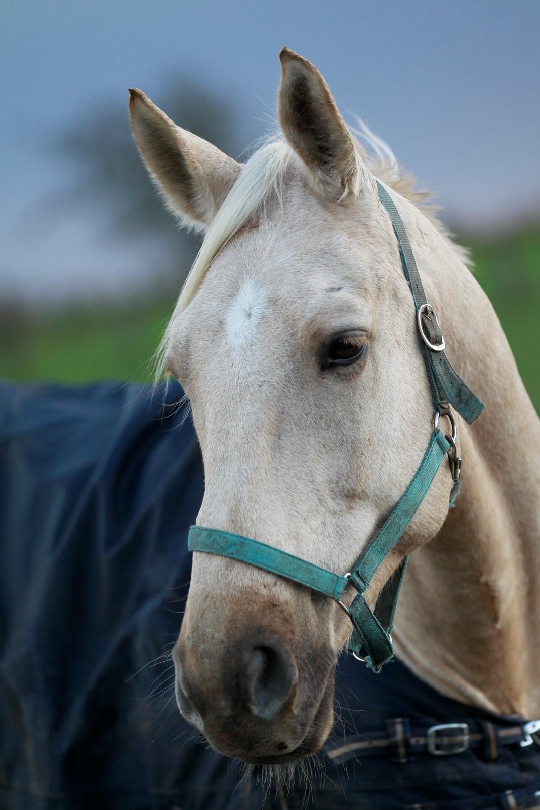 Palomino Kaergaardens ripasso billede 29