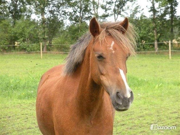 Welsh Pony (sec B) cindi - smuk sag billede 6