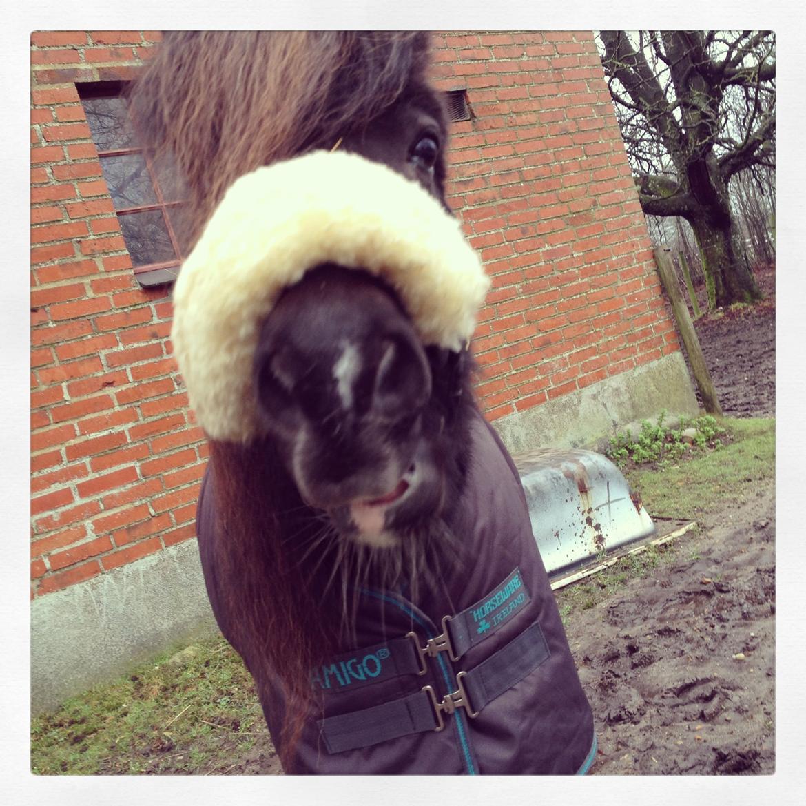 Shetlænder Haaber's  Jolly Jumper billede 7