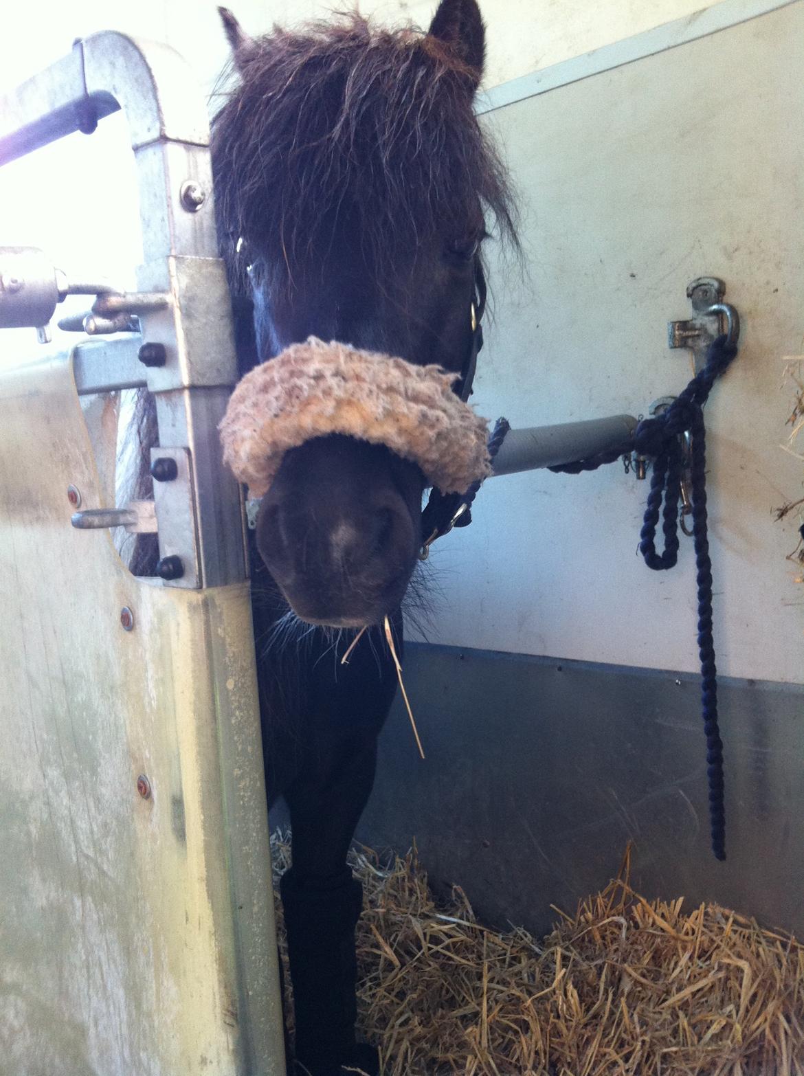 Shetlænder Haaber's  Jolly Jumper - Jolly på vej til Taastrup sommer 2012 billede 2