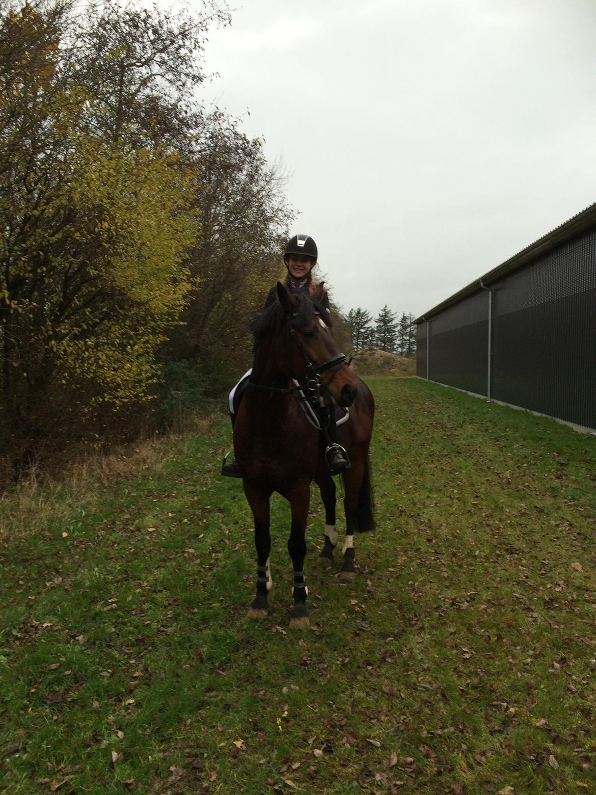 Hollandsk Sportspony Traquito. billede 18