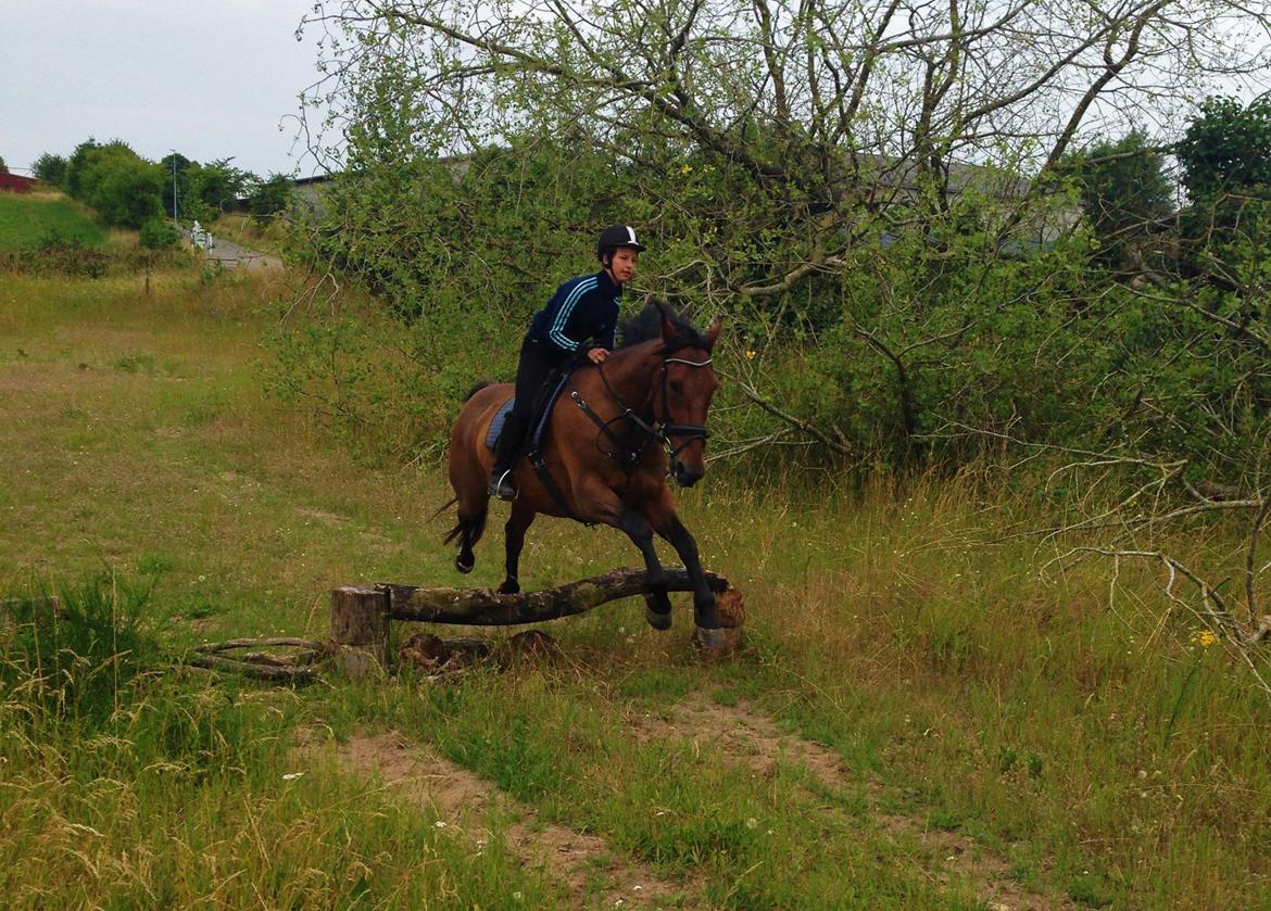 Anden særlig race Contess - Sommeren 2014 billede 15