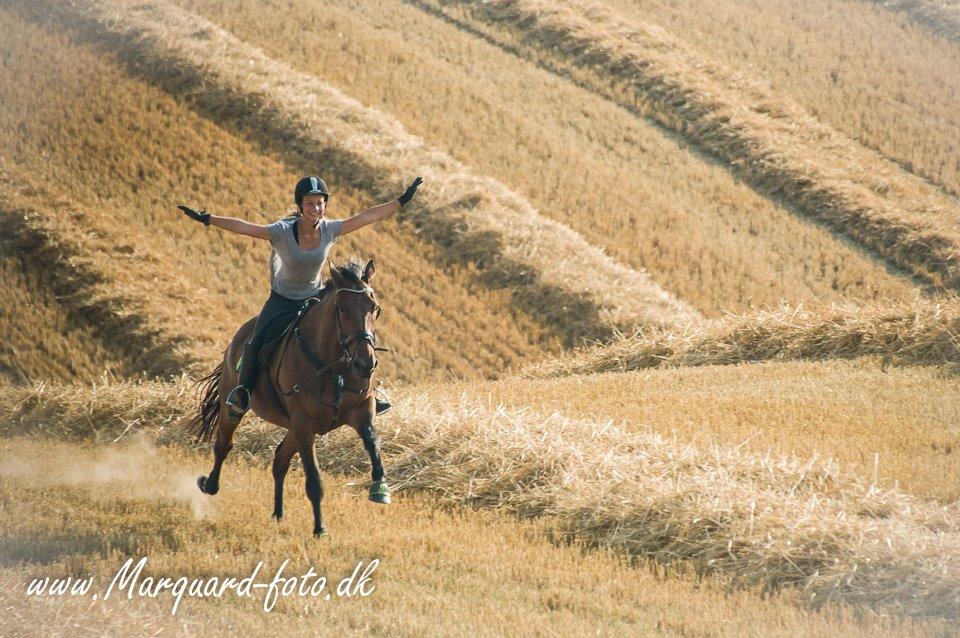 Anden særlig race Contess - Sommer 2014 billede 4