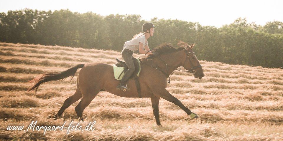 Anden særlig race Contess - Sommeren 2014 billede 20