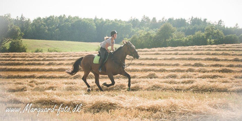 Anden særlig race Contess - Sommeren 2014 billede 10