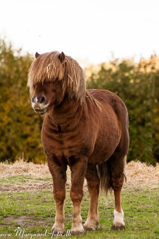 Anden særlig race Pferdinand - Efterårshesten <3 billede 1