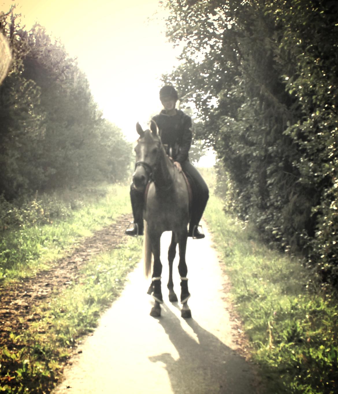 Anden særlig race SG Dusty Dakota  - På skridttur på efterskolen i sommers :) billede 12