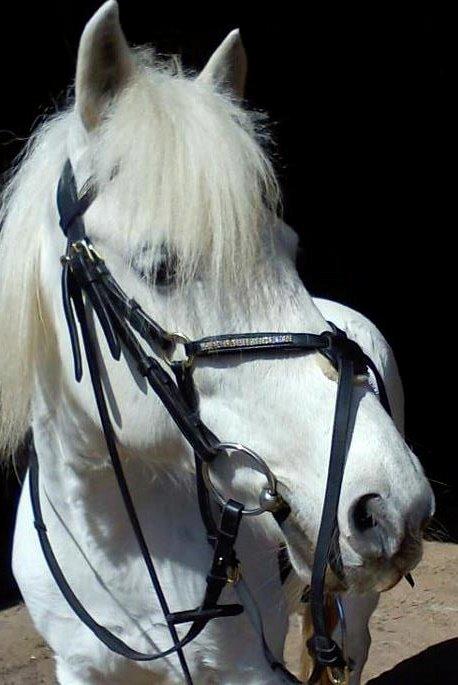 Anden særlig race Truska billede 32