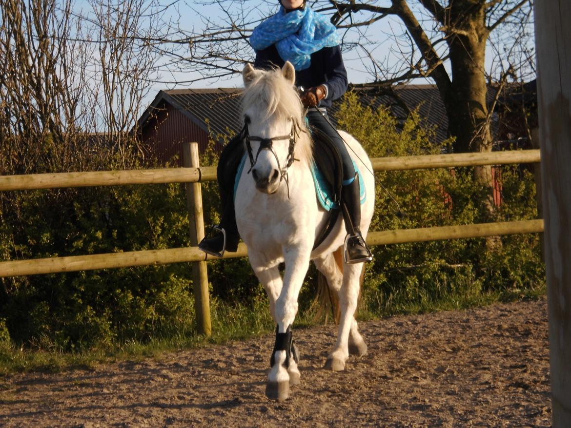 Anden særlig race Truska billede 40