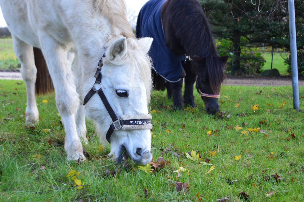 Anden særlig race Truska billede 43