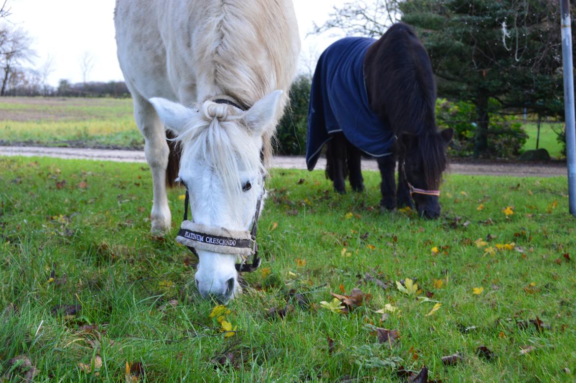 Anden særlig race Truska billede 42