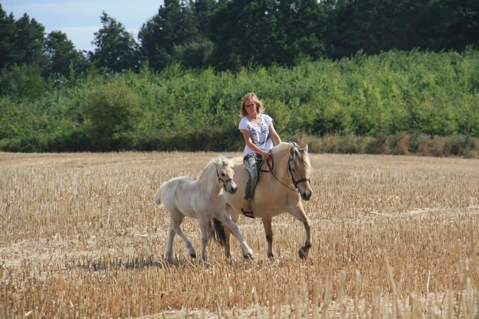 Fjordhest Hlif Godthaab billede 7