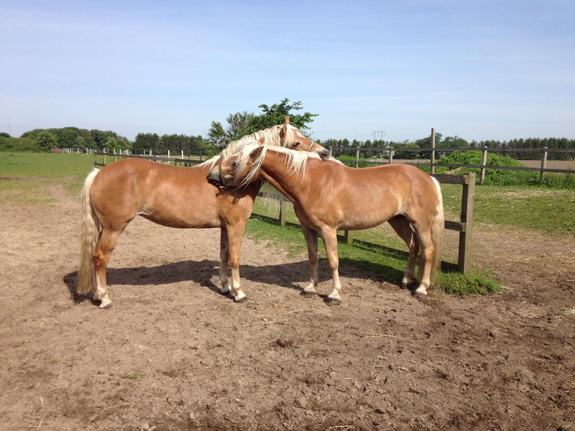 Tyroler Haflinger Miranka - Ranko og billen hygger på en varm sommerdag :) billede 16