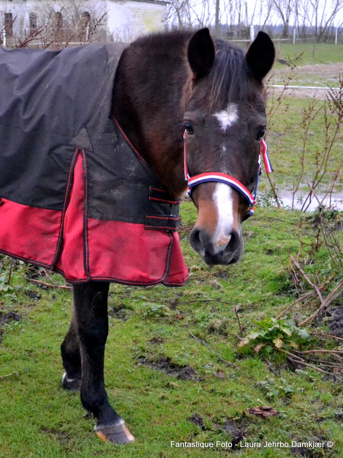 New Forest Beauty Britt(Bella) billede 10