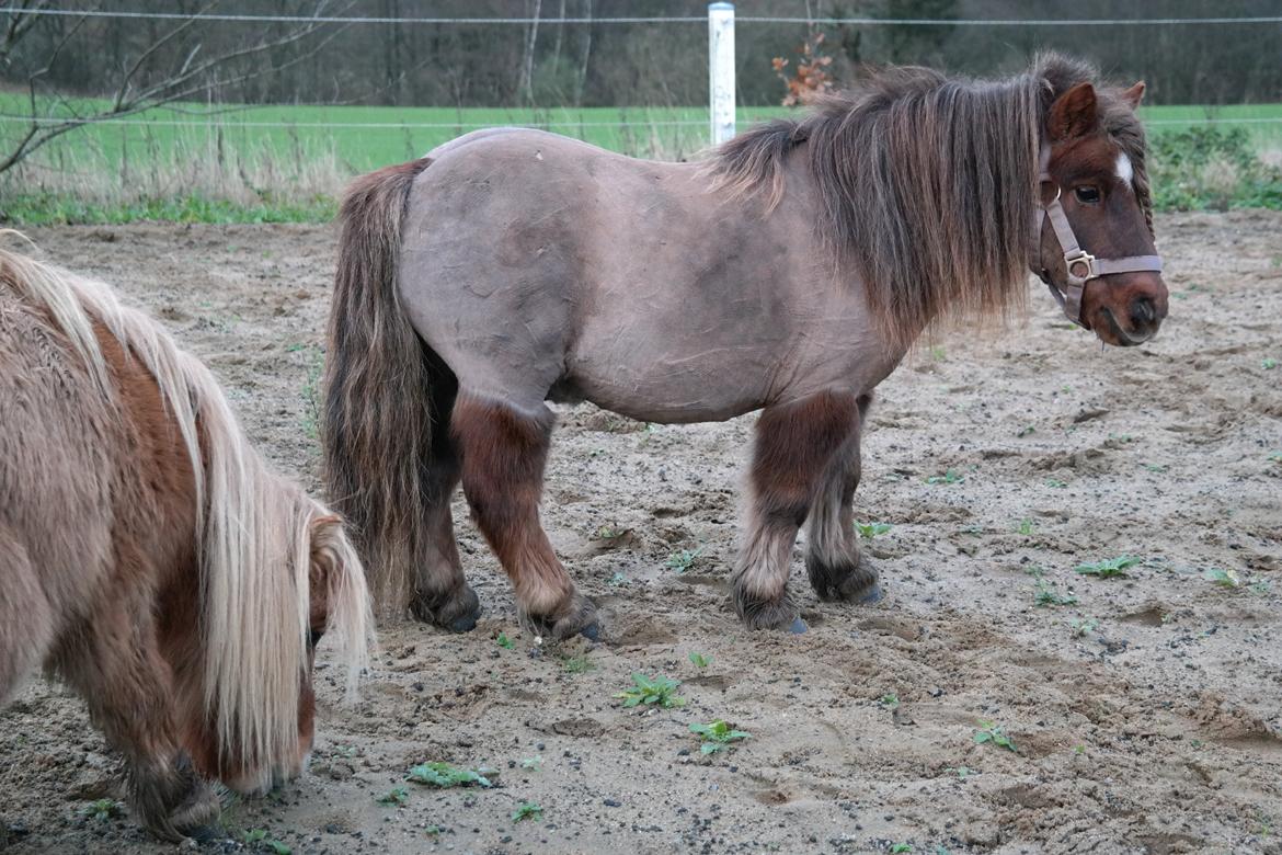 Shetlænder Ludvig billede 10