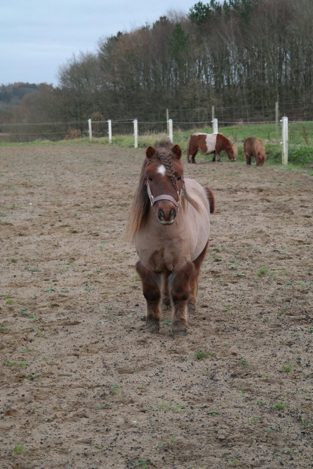 Shetlænder Ludvig billede 17