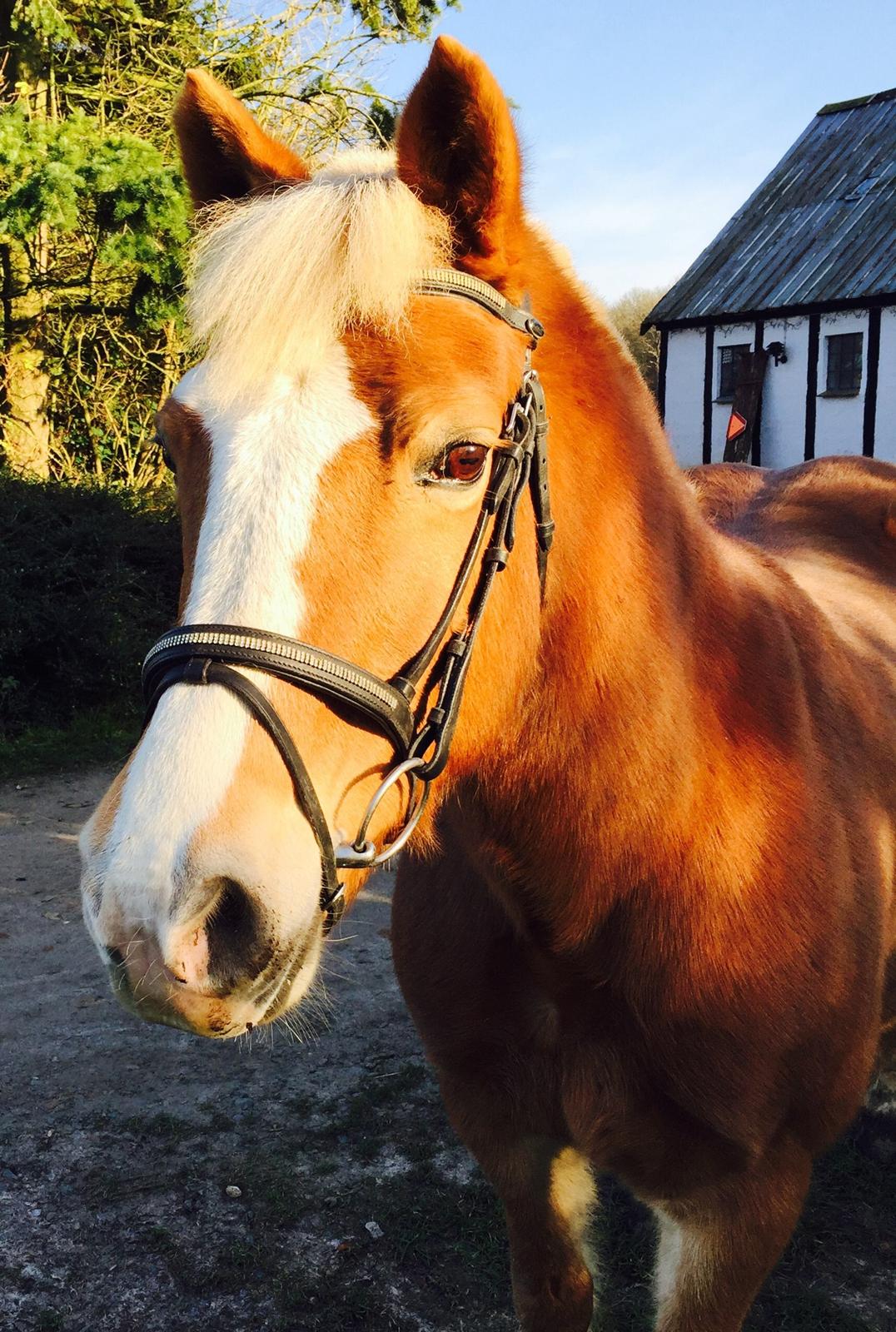 Haflinger Mary  billede 1