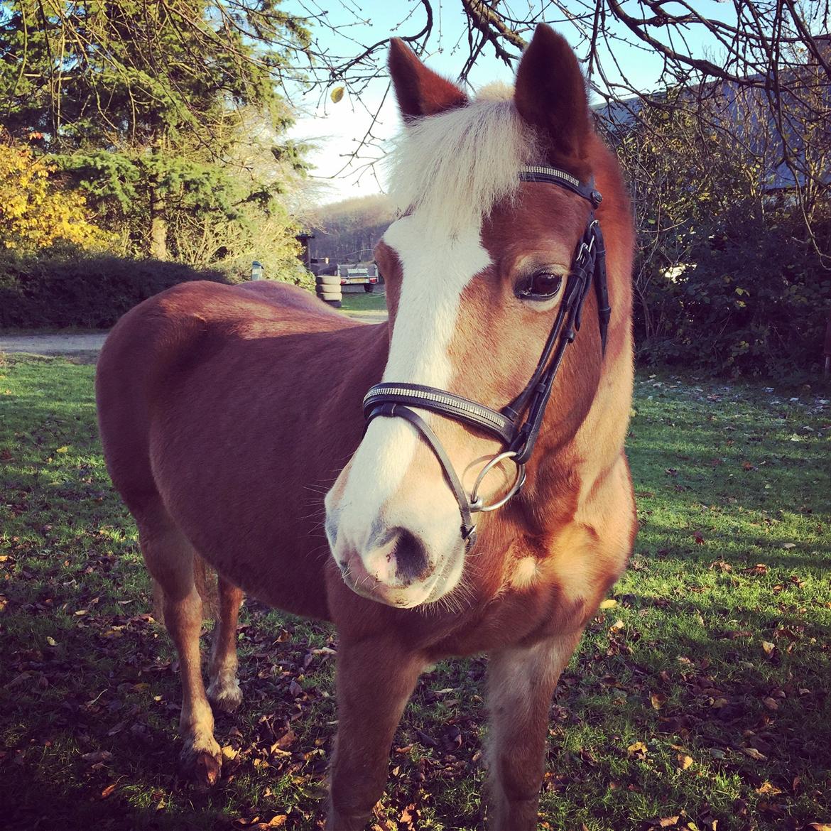 Haflinger Mary  billede 2