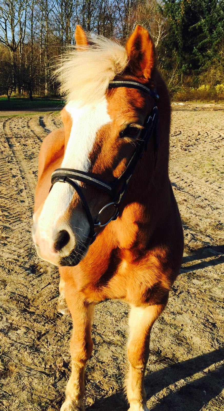 Haflinger Mary  billede 3