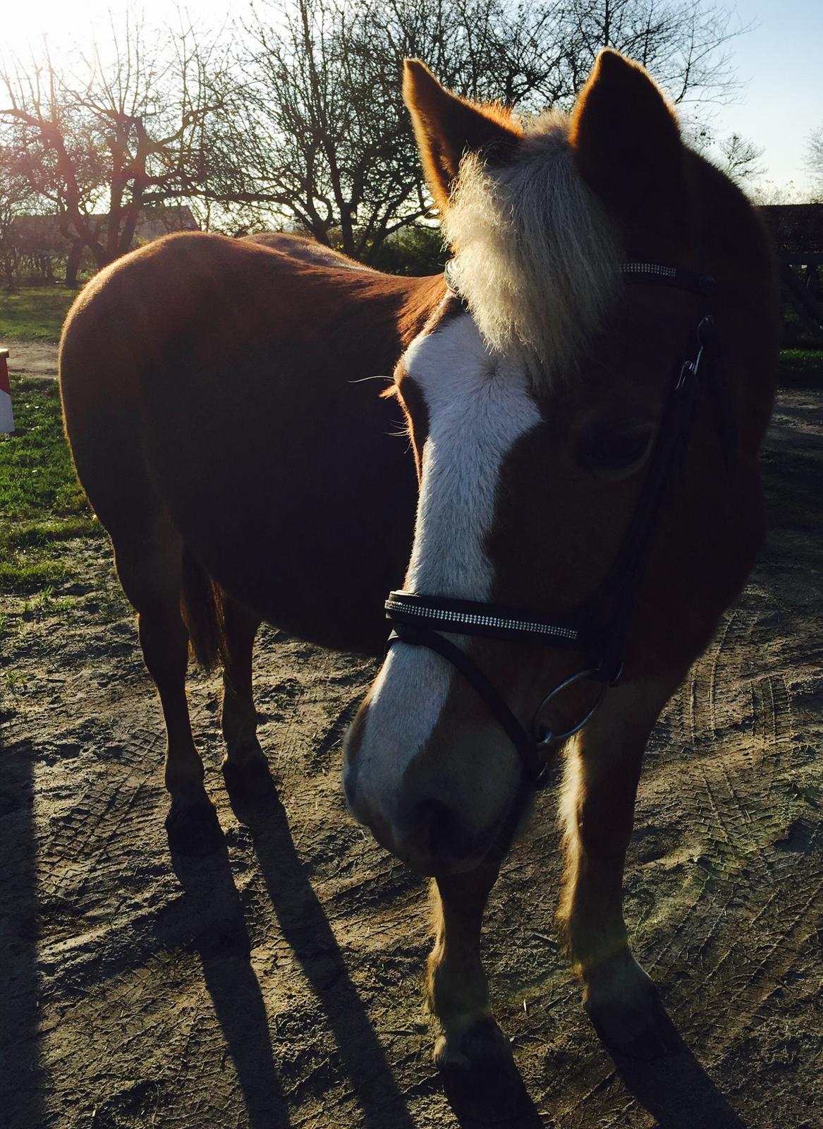 Haflinger Mary  billede 5