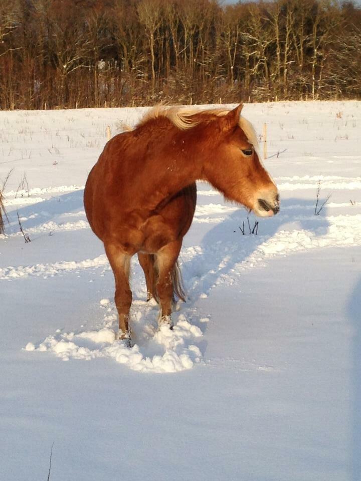 Haflinger Mary  billede 6