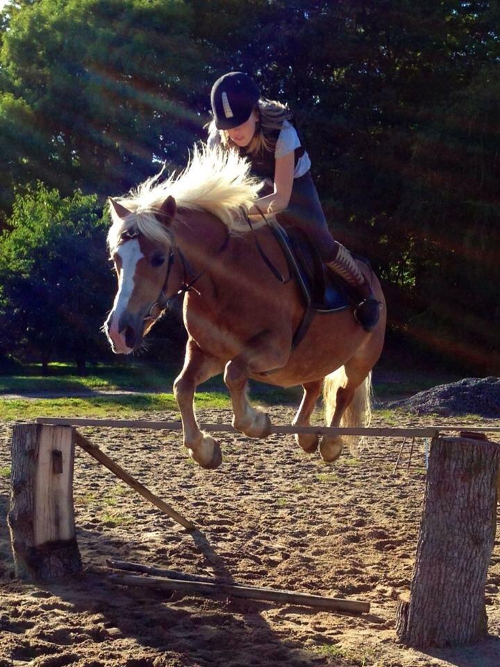 Haflinger Mary  billede 7