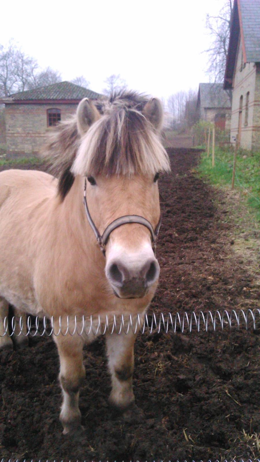 Fjordhest Ronni tidliger hest billede 1