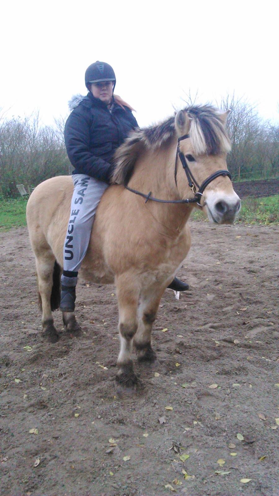 Fjordhest Ronni tidliger hest billede 4