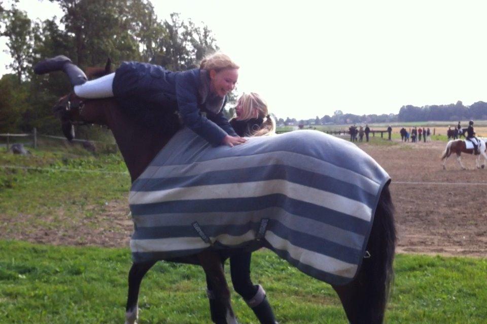 Belgisk Sportspony Filou Van De Delthoeve - Flyvetur! Det tricks er genialt. billede 11