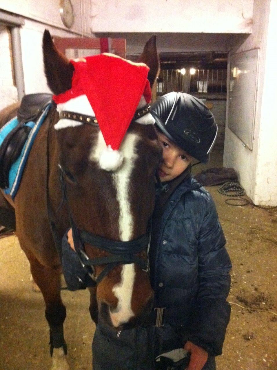 Belgisk Sportspony Filou Van De Delthoeve - Nissen Fille. billede 14