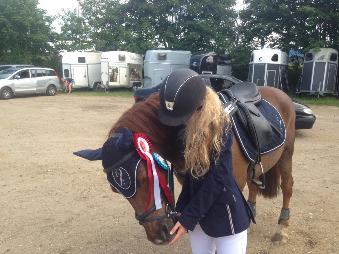 Irsk Sportspony Castleview Max - Et af det mange billeder af Max med rosette på... Det er ikke for ingenting, at han bliver kladt Max Motor, han lever fuldt op til sit navn!  billede 3