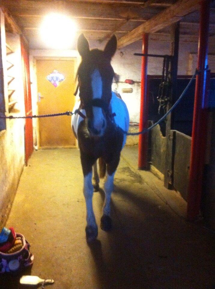 Irsk Sportspony Clashiefique (Classy) billede 10