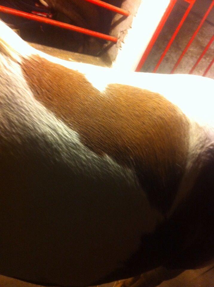 Irsk Sportspony Clashiefique (Classy) - ∞You belong in my heart∞ billede 14