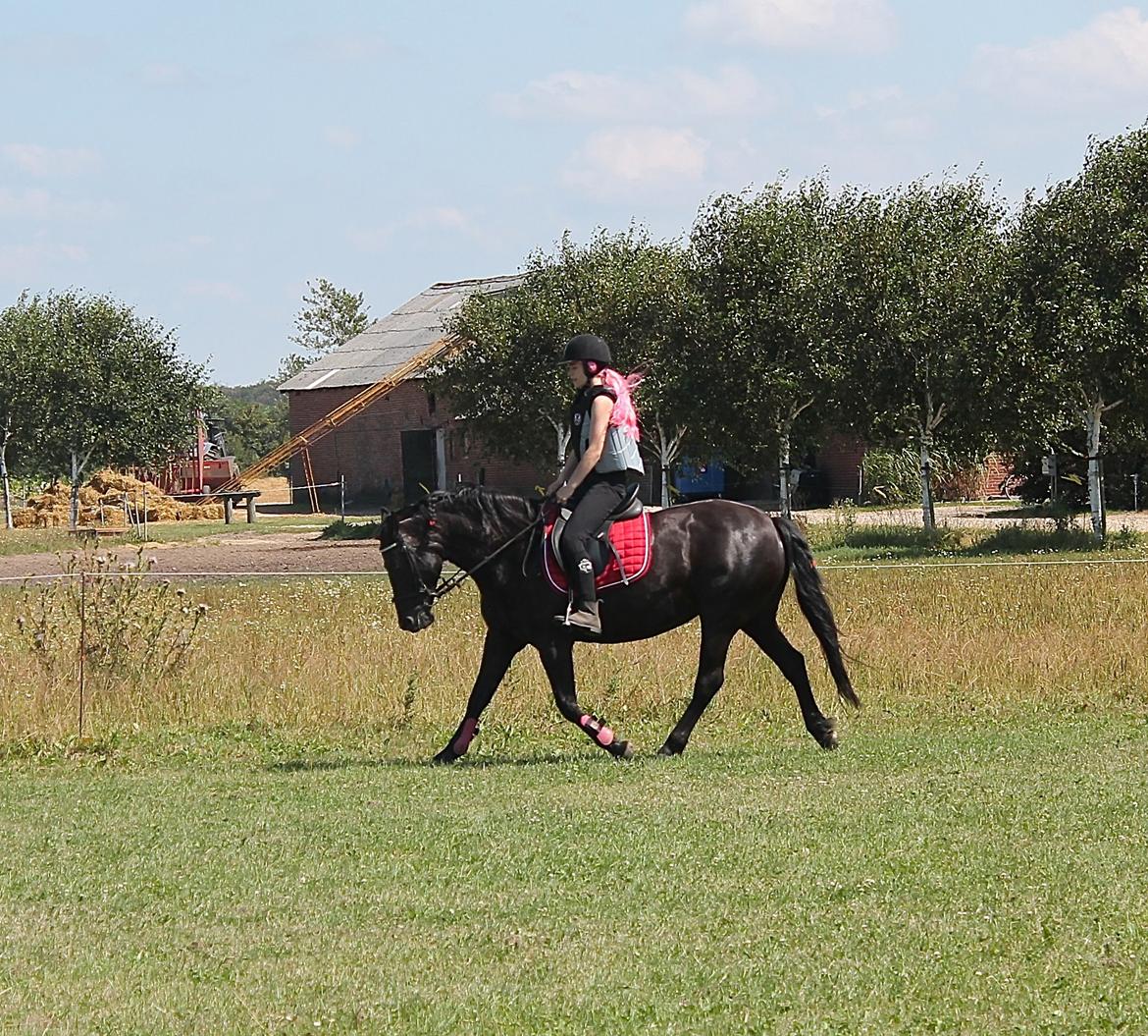 Anden særlig race Black beauty (BB) billede 18