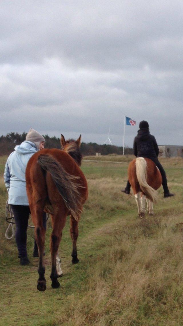 Anden særlig race Tito billede 8