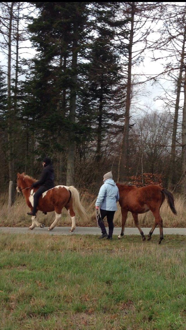 Anden særlig race Tito billede 9