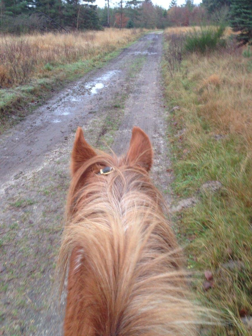 Anden særlig race Tito billede 11