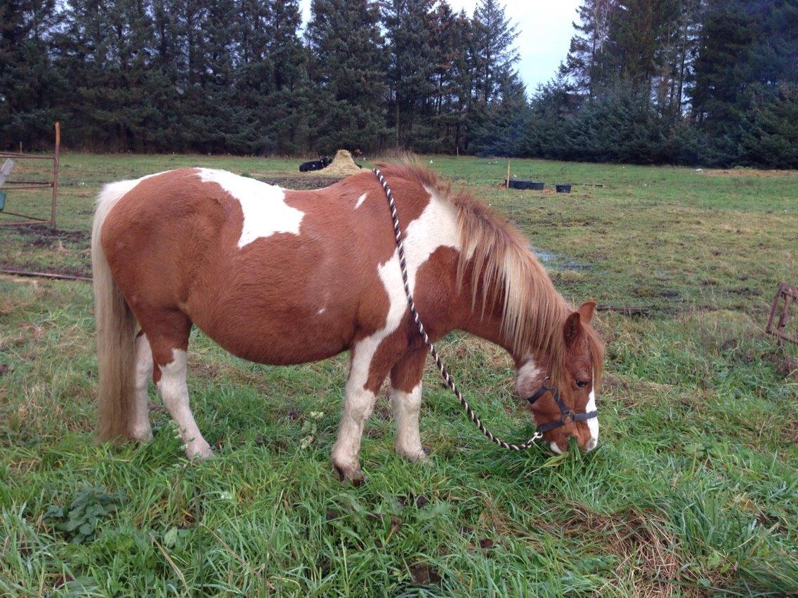 Anden særlig race Tito billede 10