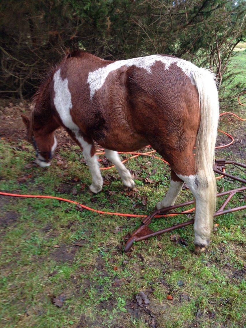 Anden særlig race Tito billede 12