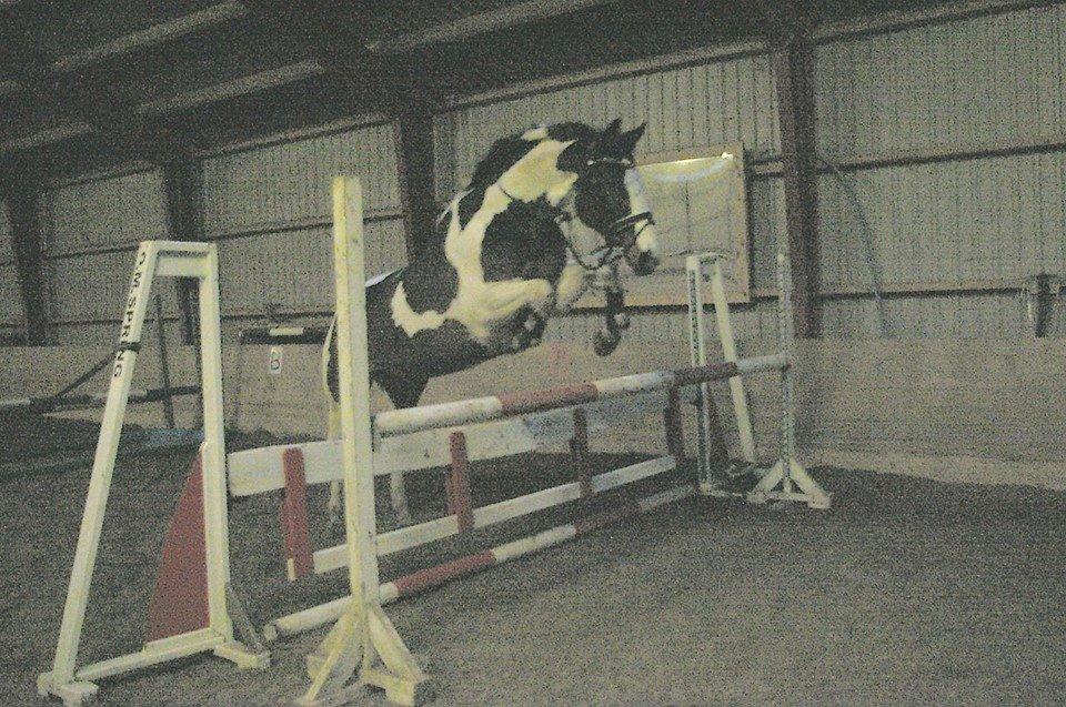 Pinto PePitto - Petti<3 - 1. gang han løsspringer hos mig :) d. 30/11-2014 billede 11