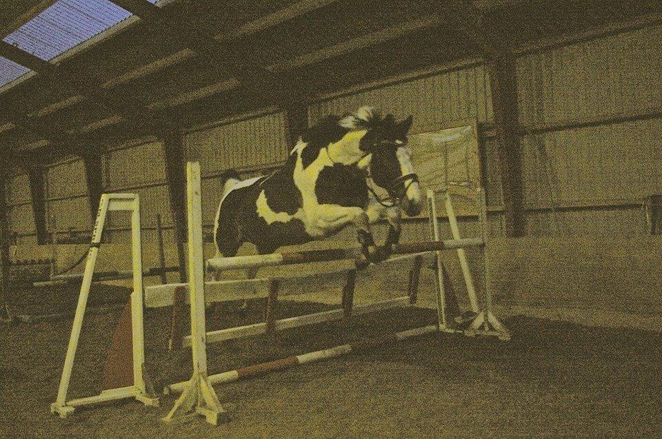 Pinto PePitto - Petti<3 - 1. gang han løsspringer hos mig :) d. 30/11-2014 billede 17