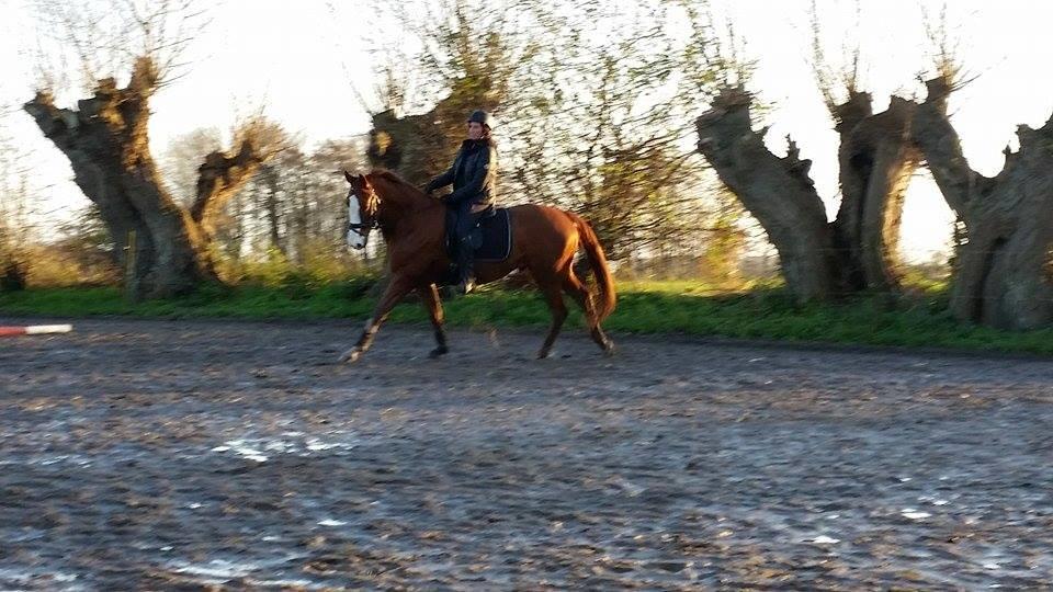 Dansk Varmblod Rudmosens nonchalant billede 8