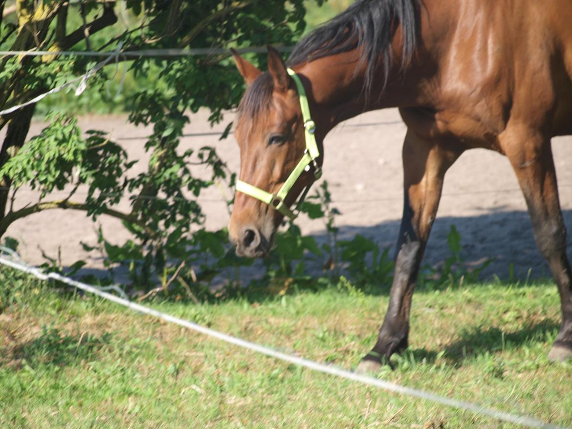 Traver O. Jensen billede 12