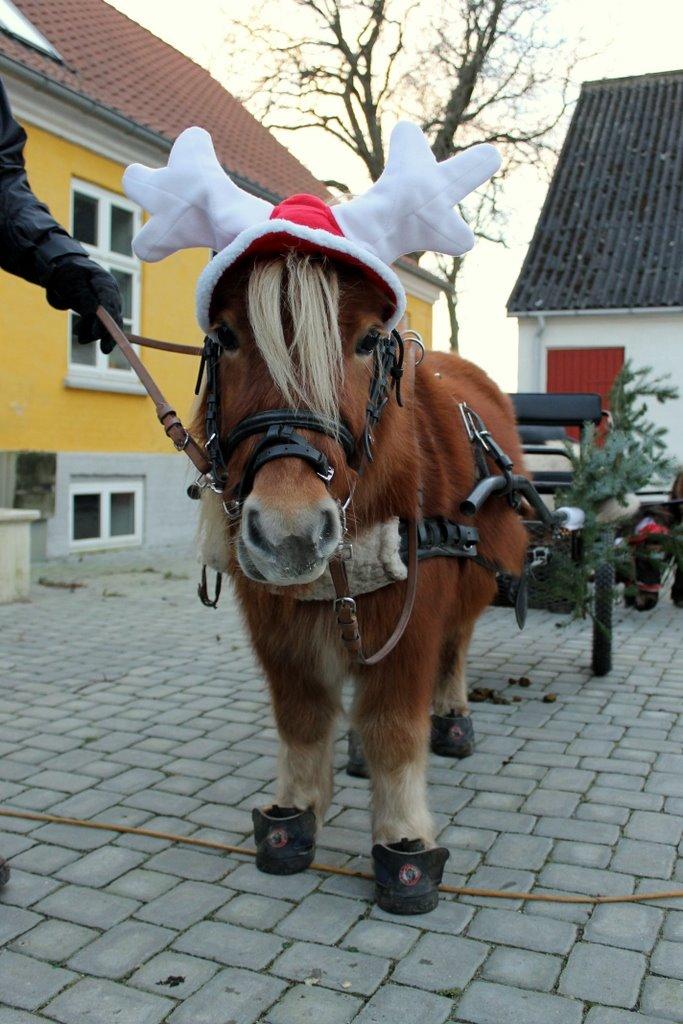 Shetlænder Jack aka. LilleSkid billede 20