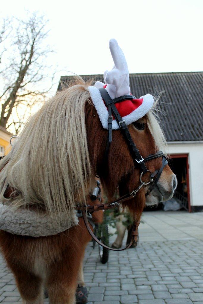 Shetlænder Jack aka. LilleSkid billede 10