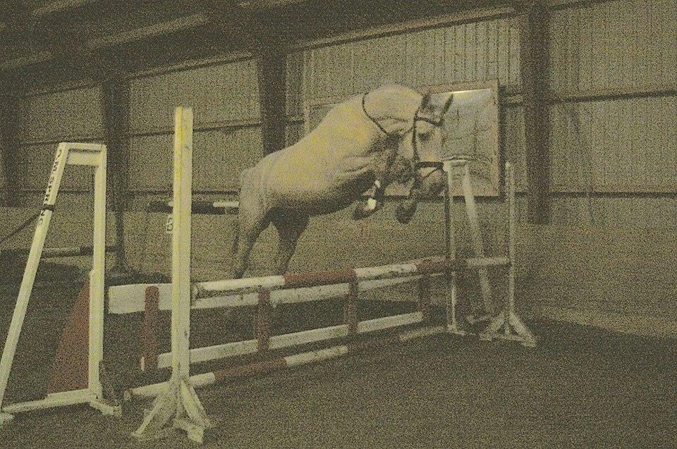 Palomino Kaergaardens ripasso billede 25