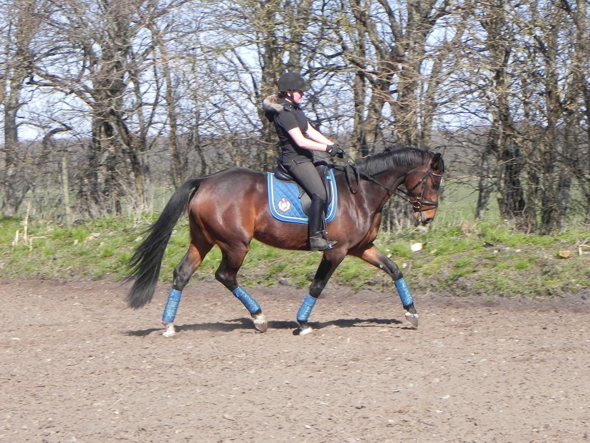 Dansk Varmblod Lisette (Leasy) R.I.P :'( billede 2