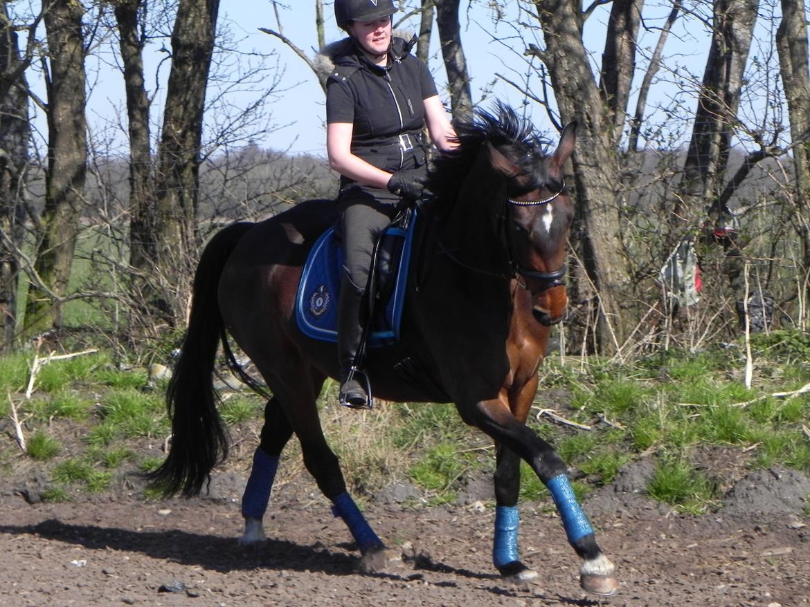 Dansk Varmblod Lisette (Leasy) R.I.P :'( billede 4